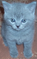 Продаются котята британцы 1,5 месяца - <ro>Изображение</ro><ru>Изображение</ru> #2, <ru>Объявление</ru> #313949