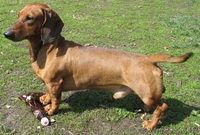 Щенки стандартной таксы - <ro>Изображение</ro><ru>Изображение</ru> #2, <ru>Объявление</ru> #363364