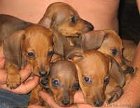 Щенки стандартной таксы - <ro>Изображение</ro><ru>Изображение</ru> #1, <ru>Объявление</ru> #363364