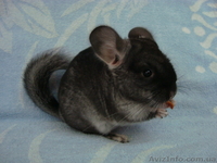 продам шиншилл(черный бархат) - <ro>Изображение</ro><ru>Изображение</ru> #1, <ru>Объявление</ru> #351615