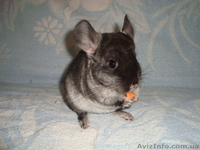 продам шиншилл(черный бархат) - <ro>Изображение</ro><ru>Изображение</ru> #2, <ru>Объявление</ru> #351615