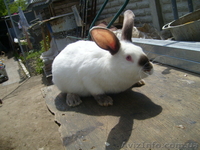 Продам кролей Новозеландца и Килифорнийского - <ro>Изображение</ro><ru>Изображение</ru> #1, <ru>Объявление</ru> #346610