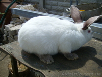 Продам кролей Новозеландца и Килифорнийского - <ro>Изображение</ro><ru>Изображение</ru> #2, <ru>Объявление</ru> #346610