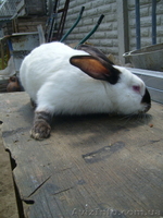 Продам кролей Новозеландца и Килифорнийского - <ro>Изображение</ro><ru>Изображение</ru> #3, <ru>Объявление</ru> #346610