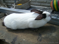 Продам кролей Новозеландца и Килифорнийского - <ro>Изображение</ro><ru>Изображение</ru> #4, <ru>Объявление</ru> #346610