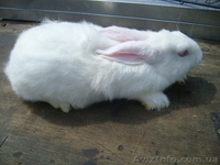 Продам кролей Новозеландца и Килифорнийского - <ro>Изображение</ro><ru>Изображение</ru> #7, <ru>Объявление</ru> #346610