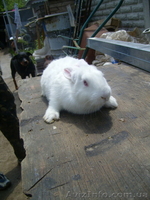 Продам кролей Новозеландца и Килифорнийского - <ro>Изображение</ro><ru>Изображение</ru> #8, <ru>Объявление</ru> #346610