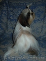 Ши-тцу - щенки разного возраста. - <ro>Изображение</ro><ru>Изображение</ru> #4, <ru>Объявление</ru> #356442