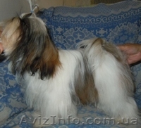 Ши-тцу - щенки разного возраста. - <ro>Изображение</ro><ru>Изображение</ru> #6, <ru>Объявление</ru> #356442