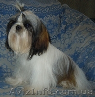Ши-тцу - щенки разного возраста. - <ro>Изображение</ro><ru>Изображение</ru> #7, <ru>Объявление</ru> #356442
