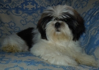 Ши-тцу - щенки разного возраста. - <ro>Изображение</ro><ru>Изображение</ru> #2, <ru>Объявление</ru> #356442