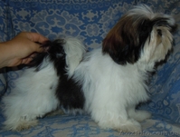 Ши-тцу - щенки разного возраста. - <ro>Изображение</ro><ru>Изображение</ru> #8, <ru>Объявление</ru> #356442