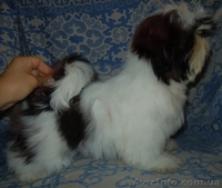 Ши-тцу - щенки разного возраста. - <ro>Изображение</ro><ru>Изображение</ru> #9, <ru>Объявление</ru> #356442