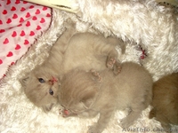 Юлия.(093)360 42 32  - <ro>Изображение</ro><ru>Изображение</ru> #1, <ru>Объявление</ru> #388098