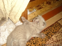 Юлия.(093)360 42 32  - <ro>Изображение</ro><ru>Изображение</ru> #3, <ru>Объявление</ru> #388098