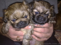 ЩЕНКИ ПЕКИНЕСА  - <ro>Изображение</ro><ru>Изображение</ru> #2, <ru>Объявление</ru> #394080