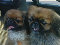 ЩЕНКИ ПЕКИНЕСА  - <ro>Изображение</ro><ru>Изображение</ru> #1, <ru>Объявление</ru> #394080