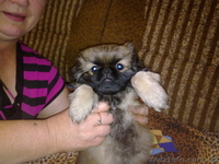 ЩЕНКИ ПЕКИНЕСА  - <ro>Изображение</ro><ru>Изображение</ru> #3, <ru>Объявление</ru> #394080