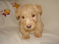 Продаются щенки скотч-терьера - <ro>Изображение</ro><ru>Изображение</ru> #1, <ru>Объявление</ru> #370738