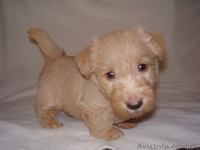 Продаются щенки скотч-терьера - <ro>Изображение</ro><ru>Изображение</ru> #2, <ru>Объявление</ru> #370738