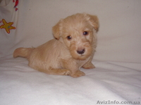 Продаются щенки скотч-терьера - <ro>Изображение</ro><ru>Изображение</ru> #3, <ru>Объявление</ru> #370738