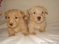 Продаются щенки скотч-терьера - <ro>Изображение</ro><ru>Изображение</ru> #5, <ru>Объявление</ru> #370738