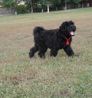 Щенки русского черного терьера в Харькове - <ro>Изображение</ro><ru>Изображение</ru> #2, <ru>Объявление</ru> #384941