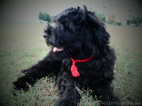 Щенки русского черного терьера в Харькове - <ro>Изображение</ro><ru>Изображение</ru> #3, <ru>Объявление</ru> #384941