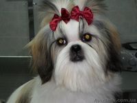 стрижка собак и кошек на дому - <ro>Изображение</ro><ru>Изображение</ru> #7, <ru>Объявление</ru> #333223