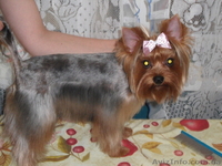 уход за домашними питомцами - <ro>Изображение</ro><ru>Изображение</ru> #1, <ru>Объявление</ru> #382798