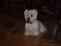 стрижка собак и кошек на дому - <ro>Изображение</ro><ru>Изображение</ru> #4, <ru>Объявление</ru> #333223