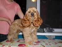 стрижка собак и кошек на дому - <ro>Изображение</ro><ru>Изображение</ru> #3, <ru>Объявление</ru> #333223