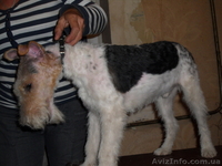уход за домашними питомцами - <ro>Изображение</ro><ru>Изображение</ru> #2, <ru>Объявление</ru> #382798