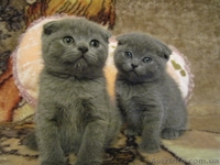 Продам котят: Скотиш страйт и скотиш фолды - <ro>Изображение</ro><ru>Изображение</ru> #2, <ru>Объявление</ru> #423845