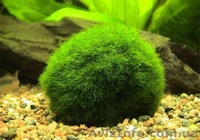 Продам (розница) аквариумные растения  - <ro>Изображение</ro><ru>Изображение</ru> #5, <ru>Объявление</ru> #420718