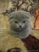 Продам котят: Скотиш страйт и скотиш фолды - <ro>Изображение</ro><ru>Изображение</ru> #5, <ru>Объявление</ru> #423845