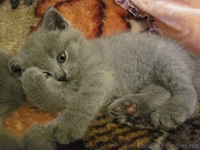 Продам котят: Скотиш страйт и скотиш фолды - <ro>Изображение</ro><ru>Изображение</ru> #6, <ru>Объявление</ru> #423845