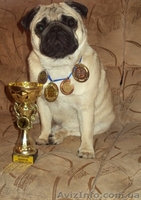 Мопс открыт для вязки - <ro>Изображение</ro><ru>Изображение</ru> #2, <ru>Объявление</ru> #401824