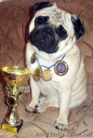 Мопс открыт для вязки - <ro>Изображение</ro><ru>Изображение</ru> #3, <ru>Объявление</ru> #401824