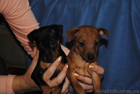 Уникальные щенки цвергпинчера - <ro>Изображение</ro><ru>Изображение</ru> #2, <ru>Объявление</ru> #423589