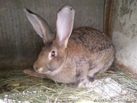 кролики \"бельгийский фландр и калифорнийцы\" - <ro>Изображение</ro><ru>Изображение</ru> #1, <ru>Объявление</ru> #444089