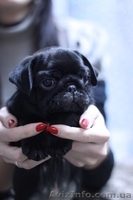 Элитные щенки мопса - <ro>Изображение</ro><ru>Изображение</ru> #4, <ru>Объявление</ru> #444192