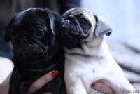 Элитные щенки мопса - <ro>Изображение</ro><ru>Изображение</ru> #1, <ru>Объявление</ru> #444192