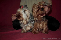 *йоркширский терьер*. - <ro>Изображение</ro><ru>Изображение</ru> #1, <ru>Объявление</ru> #453415