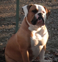 Американского бульдог,щенки - <ro>Изображение</ro><ru>Изображение</ru> #2, <ru>Объявление</ru> #447136