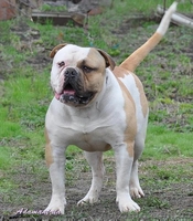 Американского бульдог,щенки - <ro>Изображение</ro><ru>Изображение</ru> #1, <ru>Объявление</ru> #447136