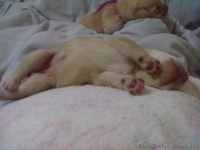  лабрадор, продажа щенков - <ro>Изображение</ro><ru>Изображение</ru> #1, <ru>Объявление</ru> #473705