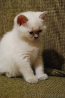 колор-страйт(лилак) - <ro>Изображение</ro><ru>Изображение</ru> #3, <ru>Объявление</ru> #482342