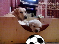 продам щеночков лабрадора - <ro>Изображение</ro><ru>Изображение</ru> #4, <ru>Объявление</ru> #465496