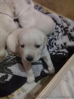 продам щеночков лабрадора - <ro>Изображение</ro><ru>Изображение</ru> #3, <ru>Объявление</ru> #465496